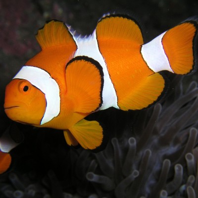 Amphiprion ocellaris (Клоун оцеллярис)