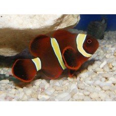 Premnas biaculeatus (мавританский клоун)