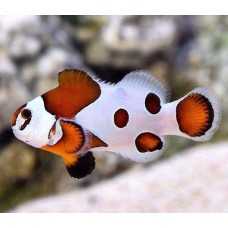 Amphiprion Mocha Storm (Panda)