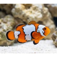 Amphiprion ocellaris - Snowflake Clownfisch