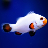 Amphiprion ocellaris Wyoming White