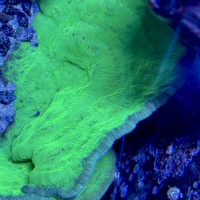 Toxic Neon Green Leptoseris