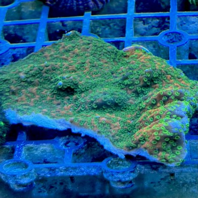 Rainbow Montipora Rainbow Montipora