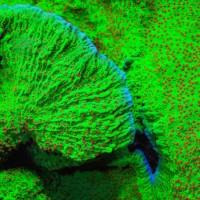 Season Greetings Montipora