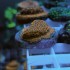 WWC 24k lithophyllon
