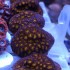 Honeycomb Leptastrea