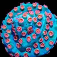 Meteor Shower Cyphastrea