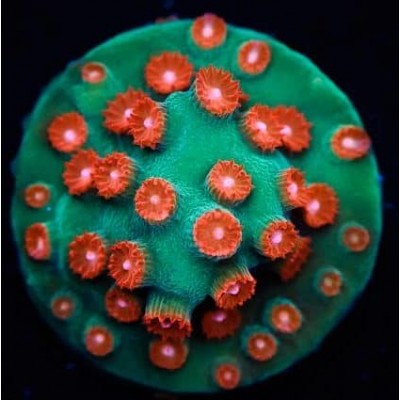 WWC Jingle Bells Cyphastrea 
