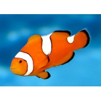 Amphiprion ocellaris misbar (Клоун оцелярис Мисбар)