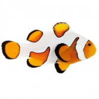 Amphiprion ocellaris Gladiator / DaVinci 