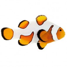 Amphiprion ocellaris Gladiator / DaVinci 