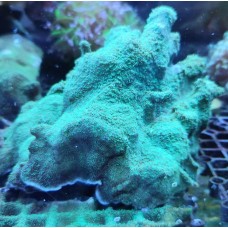 Pavona cactus green