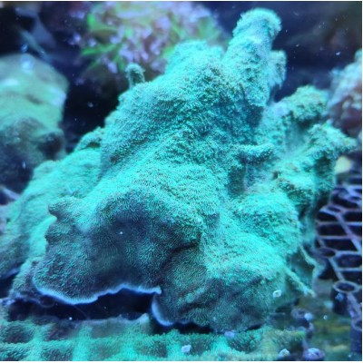 Pavona cactus green