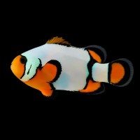 Amphiprion ocellaris Premium Snowflake Clownfish 