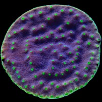 Purple Scroll Turbinaria