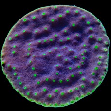 Purple Scroll Turbinaria