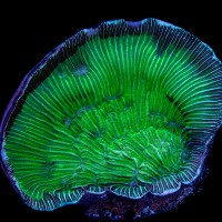 Neon Green Pachyseris