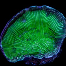 Neon Green Pachyseris