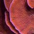 Starburst montipora