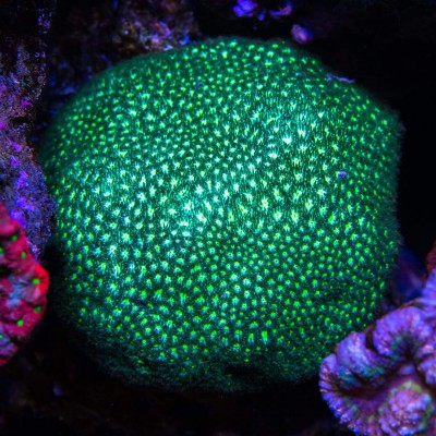 Neon Green Leptastrea