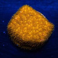 WWC 24k lithophyllon