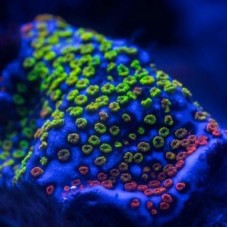 Rainbow Montipora