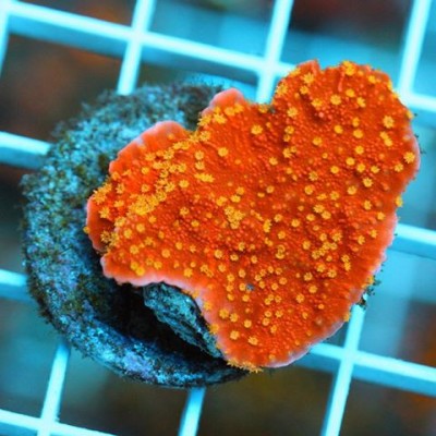 Starburst montipora