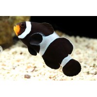Amphiprion ocellaris Black (Клоун оцеллярис черный)